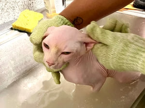ReNewedPet® Hairless Cat Starter Grooming Kit